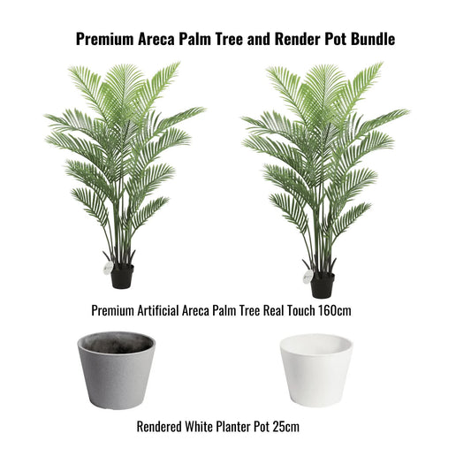 Premium Areca Palm Tree with 25 cm Render Pot Bundle - Indoor Use, Lush Greenery