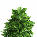 Premium Artificial Dense Hanging Flowering Pothos Bush – Vivid Green 27 x 72cm