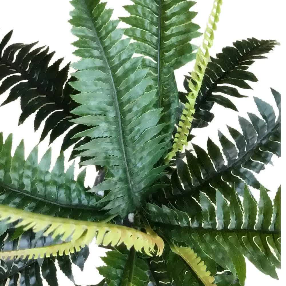 Designer Plants Artificial Dark Green Boston Fern 60cm - UV Resistant, Low Maintenance, Lifelike Appearance - SuperSaverAU - view 1