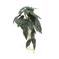 Artificial Bergonia Plant in Decorative White Ceramic Bowl 30cm - SuperSaverAU - view 1
