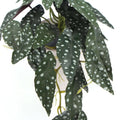 Artificial Bergonia Plant in Decorative White Ceramic Bowl 30cm - SuperSaverAU - view 4