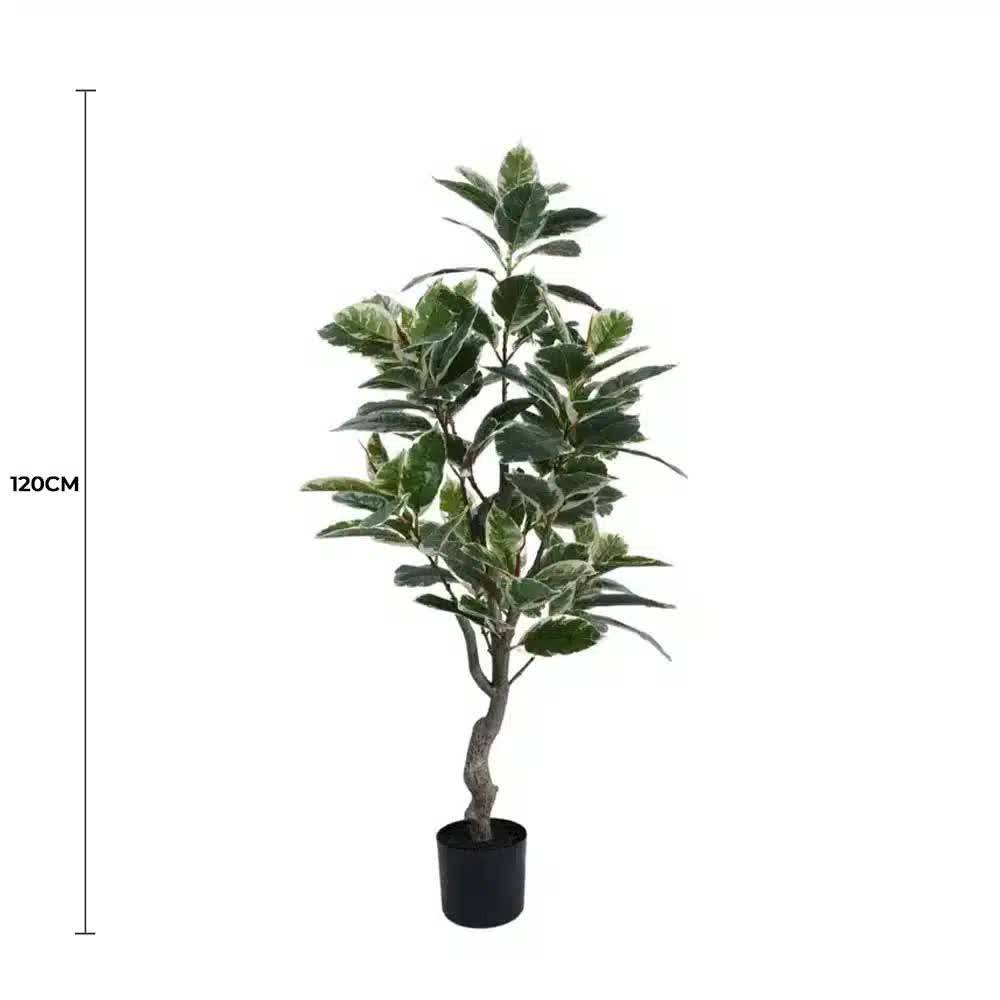 Elegant Variegated Ficus Tree 120cm - Lush Indoor/Outdoor Plant in Dark Pot - SuperSaverAU - view 1