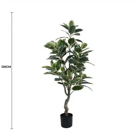 Elegant Variegated Ficus Tree 120cm - Lush Indoor/Outdoor Plant in Dark Pot - SuperSaverAU - view 1