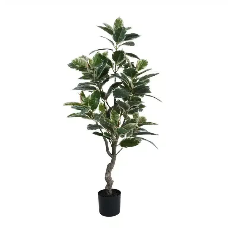 Elegant Variegated Ficus Tree 120cm - Lush Indoor/Outdoor Plant in Dark Pot - SuperSaverAU - view 2