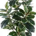 Elegant Variegated Ficus Tree 120cm - Lush Indoor/Outdoor Plant in Dark Pot - SuperSaverAU - view 4