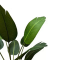 Serenity Banana Palm Tree 120cm - Artificial Plant in Modern Black Pot - SuperSaverAU - view 4