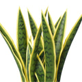 UV Resistant Artificial Mother in Law Tongue / Yellow Tongue Sansevieria 60cm - SuperSaverAU - view 3