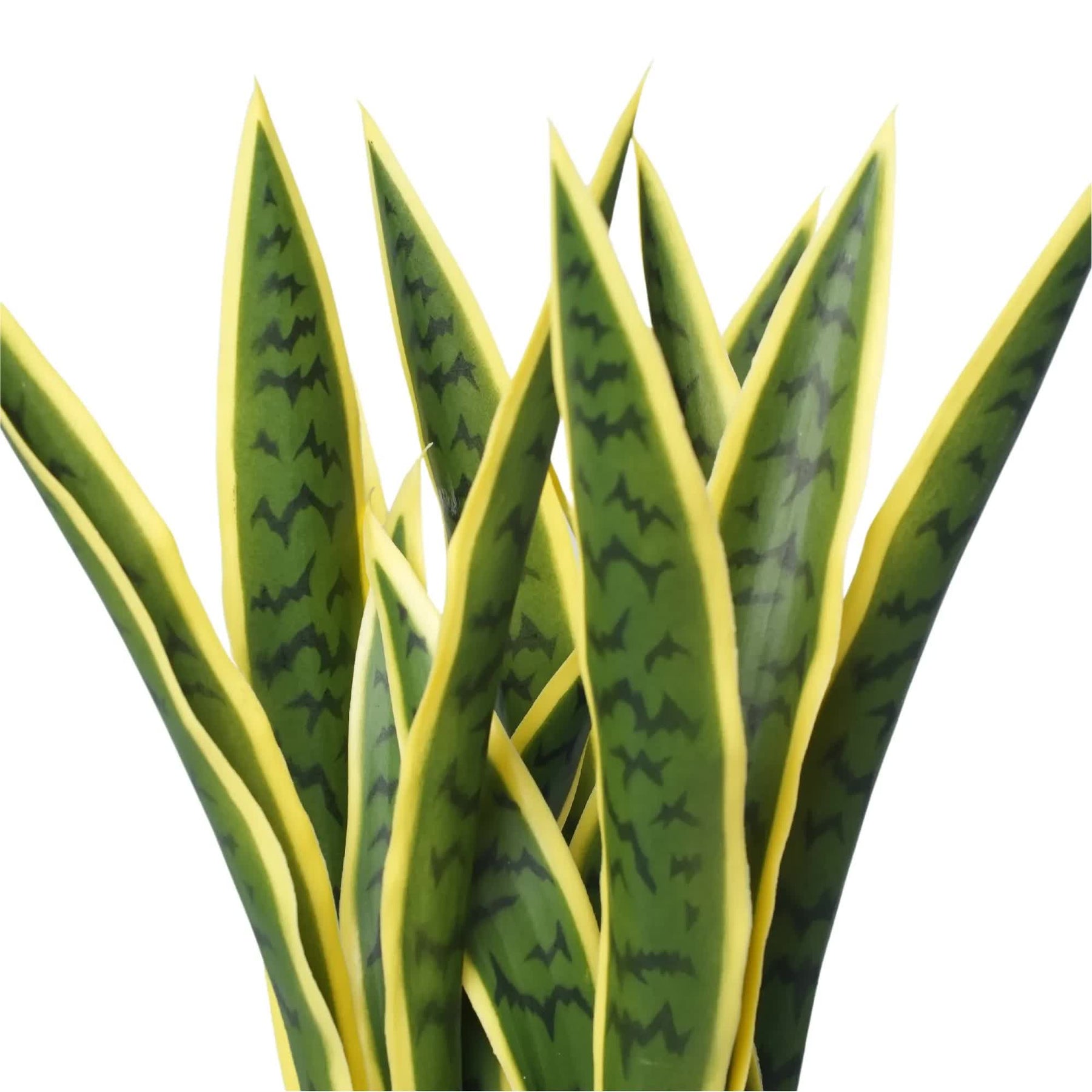 UV Resistant Artificial Mother in Law Tongue / Yellow Tongue Sansevieria 60cm - SuperSaverAU - view 3