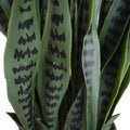 UV Artificial Snake Plant 90cm - Lifelike, UV Resistant, Maintenance-Free Decor - SuperSaverAU - view 2