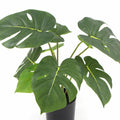 Potted Artificial Split Philodendron Plant with Real Touch Leaves 35cm - SuperSaverAU - view 3