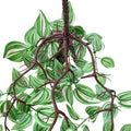 Designer Plants Artificial Hanging Wandering Jew 42cm - Lifelike, UV Resistant, Low Maintenance - SuperSaverAU - view 5