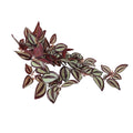 Designer Plants Artificial Hanging Burgundy Tradescantia Zebrina 42cm - Lifelike, Low Maintenance - SuperSaverAU - view 4