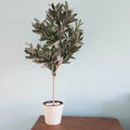 Cream / White Hand Engraved Plastic Pot 17cm - Eco-Friendly, Durable Design - SuperSaverAU - view 3