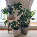 Designer Pot White Rendered Planter Pot 25cm - Eco-Friendly, Durable, Textured - SuperSaverAU - view 3
