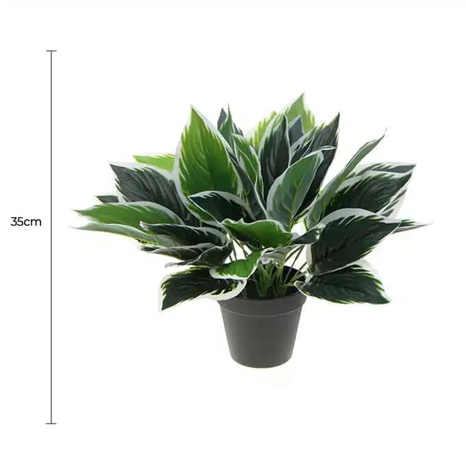 Dense Potted Artificial Calathea Plant 35cm - Lifelike Green & White Leaves