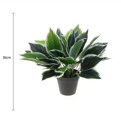 Dense Potted Artificial Calathea Plant 35cm - Lifelike Green & White Leaves