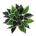 Dense Potted Artificial Calathea Plant 35cm - Lifelike Green & White Leaves - SuperSaverAU - view 3