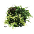 Slimline Artificial Green Wall Disc Art 50cm White Frame, UV Resistant Foliage - SuperSaverAU - view 2