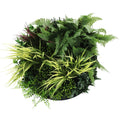 Slime-line Green Wall Disc Art 50cm - Indoor UV Resistant Grassy Fern Fields - SuperSaverAU - view 1