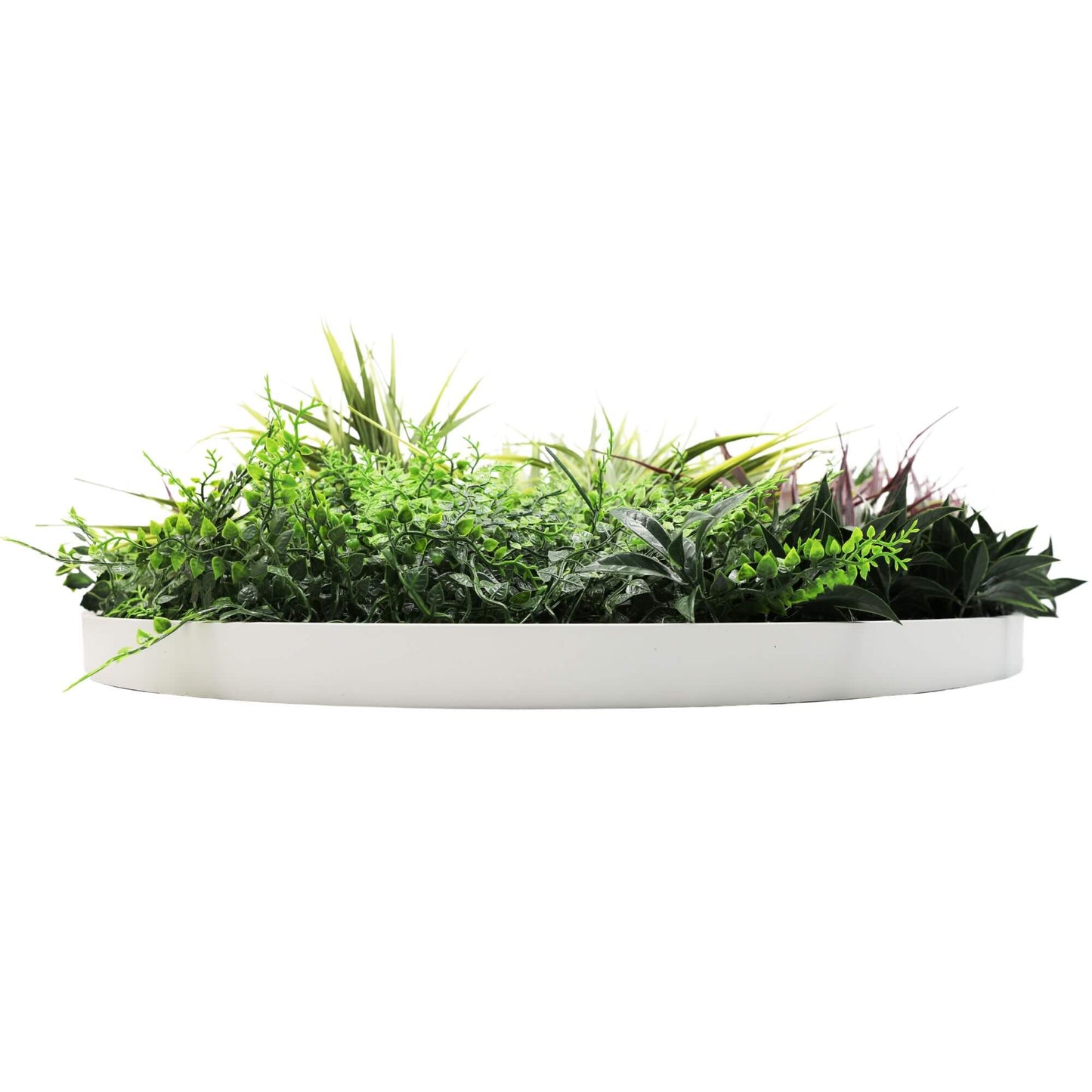 80cm Slimline Artificial Green Wall Disc Art - UV Resistant Grassy Fern (White)