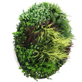 Slime-line Green Wall Disc Art 100cm, UV Resistant, Easy Install, White Frame - SuperSaverAU - view 3