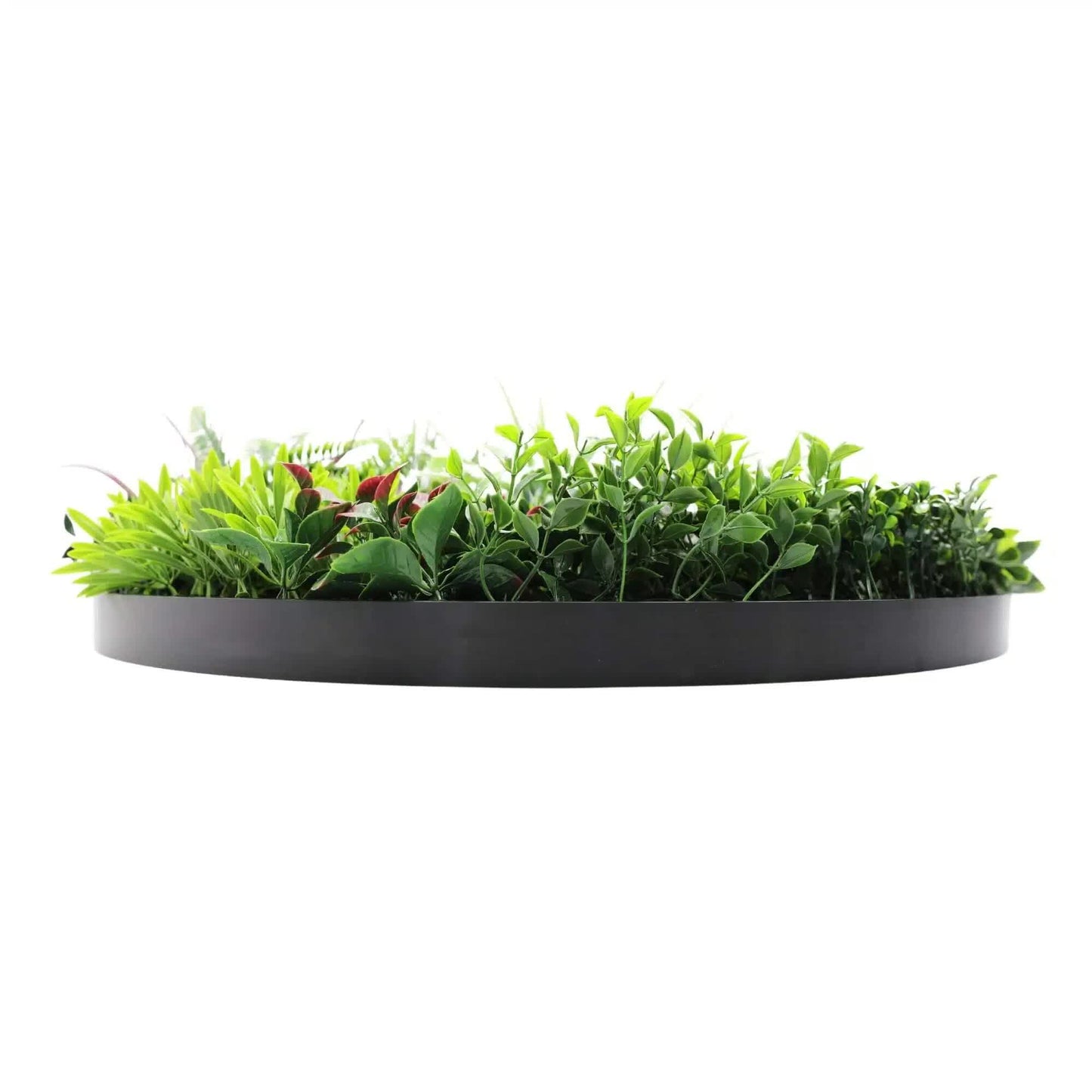 80cm Artificial Green Wall Disc Art - UV Resistant, Easy Installation, Fresh Colour