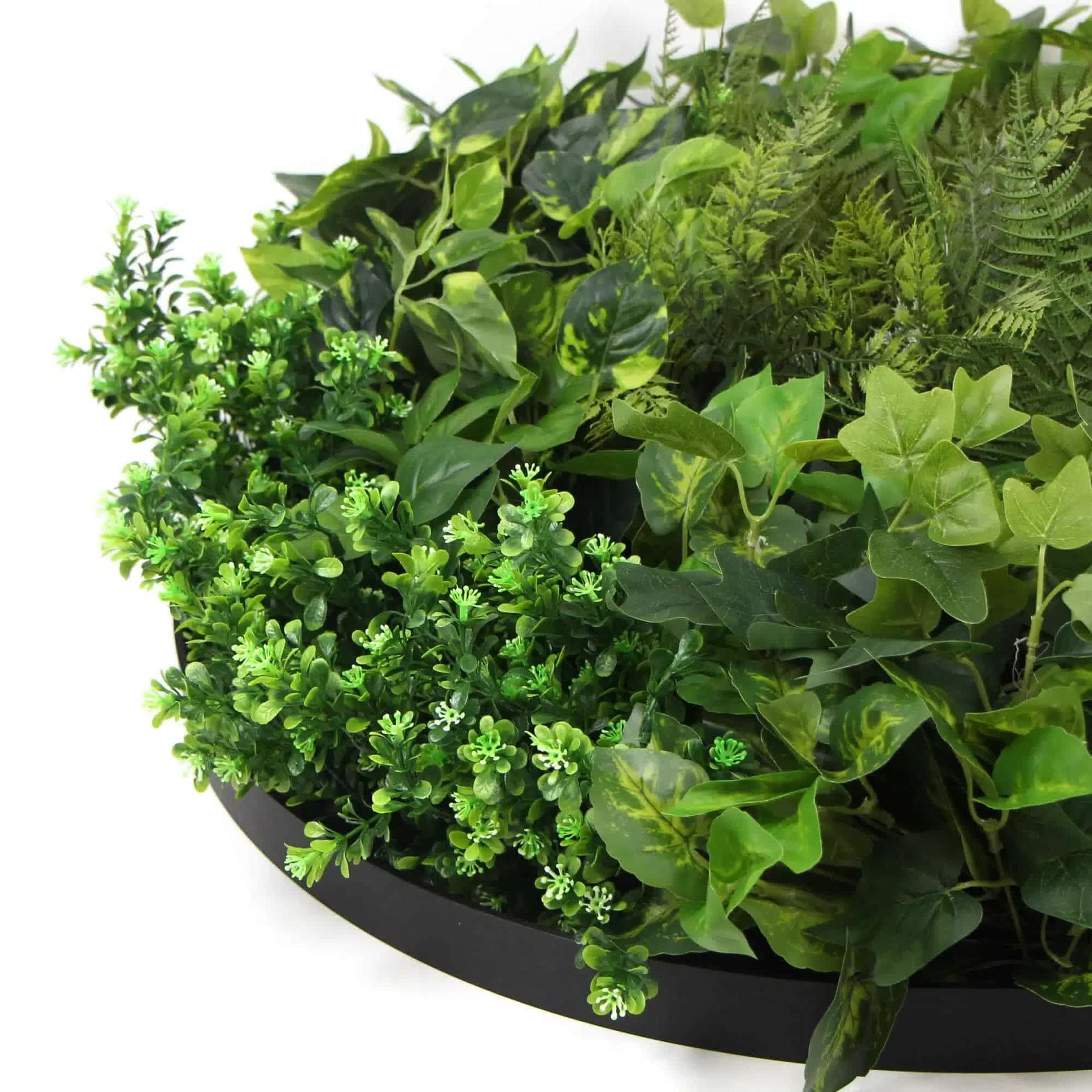 Slime-line Green Wall Disc 80cm Mixed Green Fern & Ivy - Easy Install Black Frame - SuperSaverAU - view 2
