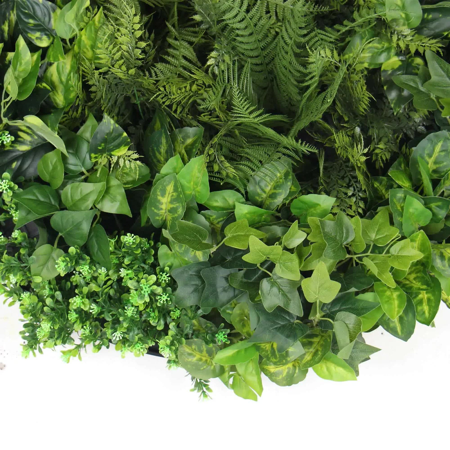 Slime-line Green Wall Disc 80cm Mixed Green Fern & Ivy - Easy Install Black Frame - SuperSaverAU - view 3