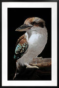 Mystery Kookaburra Artwork Framed Wall Art 80x120cm Multi Colour Glass Decor - SuperSaverAU - view 1