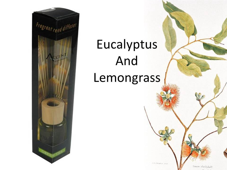 Lemongrass Eucalyptus Scented Oil Diffuser 50ml with 8 Rattan Sticks (Bulk 24)