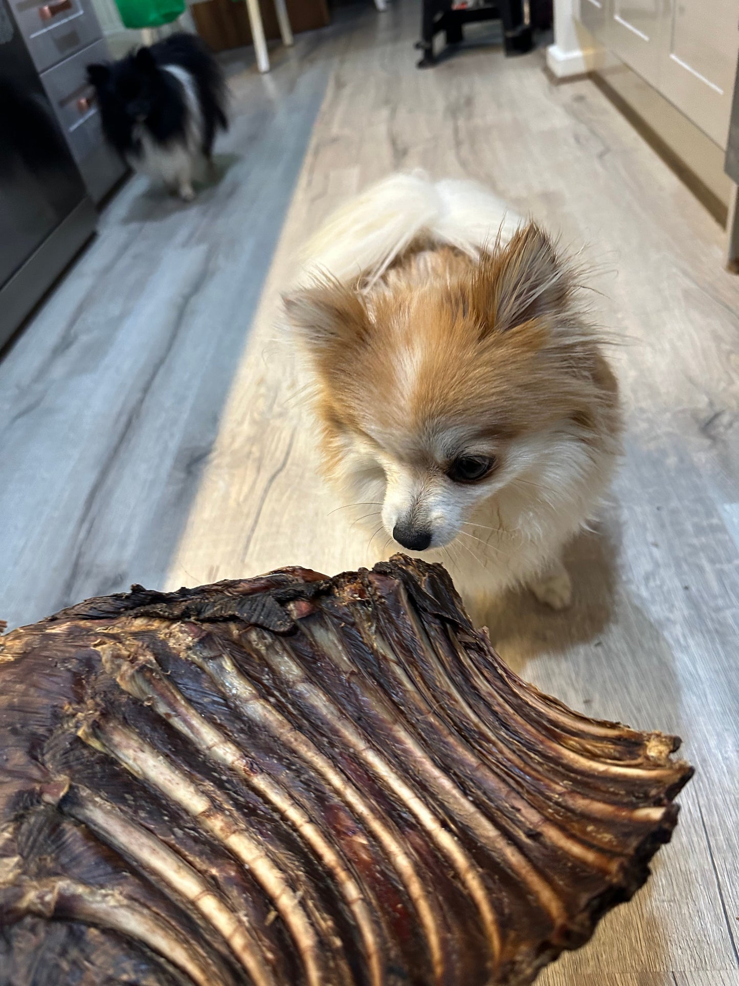 Just Kangaroo Rib Racks - 100% Natural, High Protein, Allergen-Free Treats