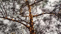 Lytworx 240 Connectable Heavy Duty Fairy Lights 23.9m Warm White - SuperSaverAU - view 3