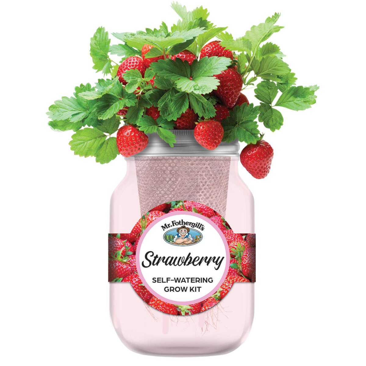 Mr Fothergill's Self Watering Mason Jars Grow Kit Strawberry - 90mm x 172mm - Pink - Easy Maintenance - SuperSaverAU - view 2