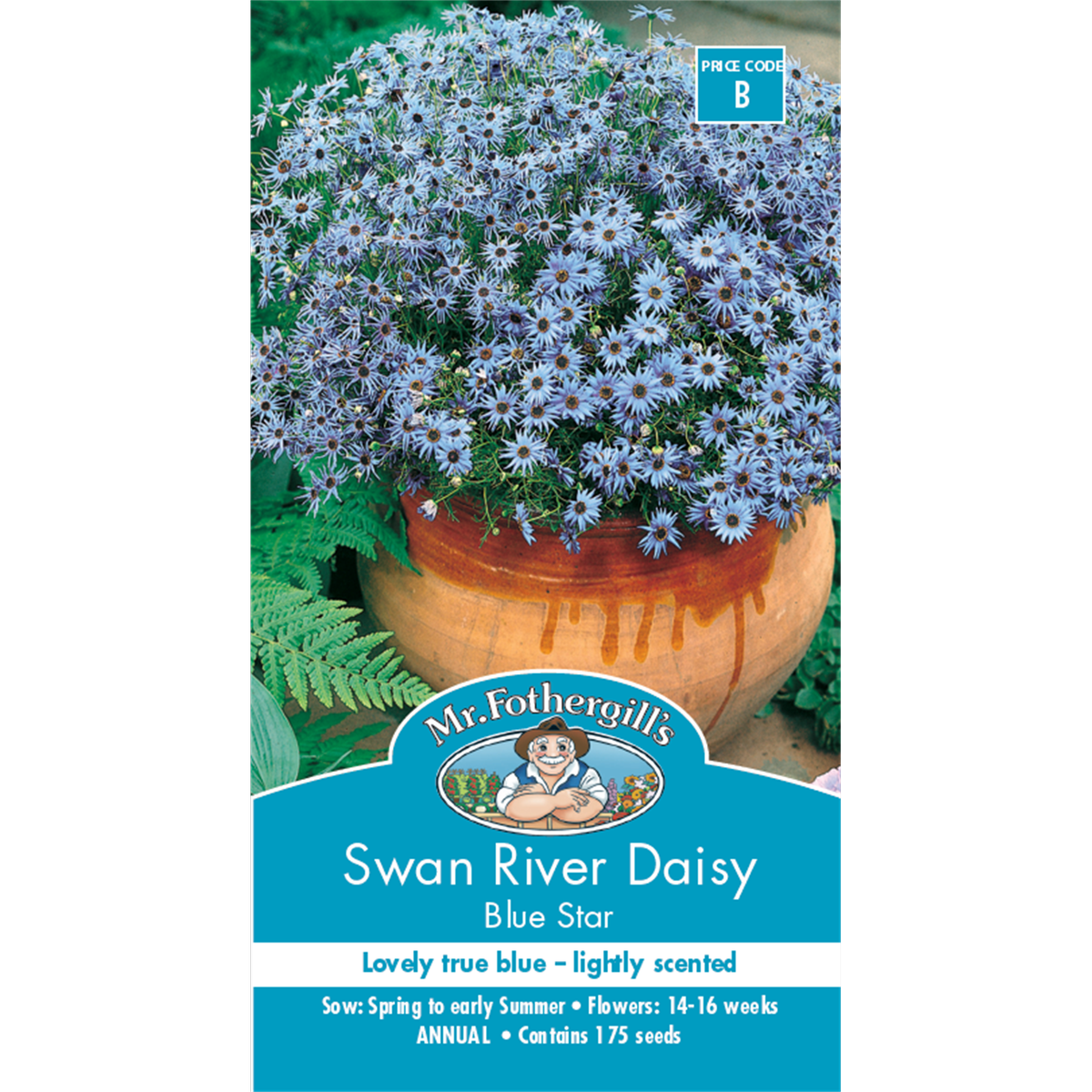 Mr Fothergill S Swan River Daisy Seeds - Blue - 30cm - Annual - Scented - SuperSaverAU - view 1