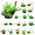 Aquarium Decoration Set with Artificial Wood and Plants - CM2403-Green - view 3
