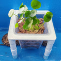 Aquarium Hydroponic Plant Basket with Adjustable Legs - Small (12 x 12 x 14.2 cm) - view 5