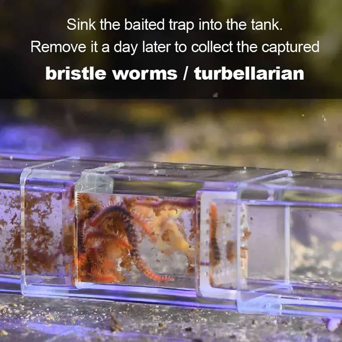 Aquarium Planaria Worm Catcher Trap for Fish Tanks, Transparent, 17.5 x 3 x 3 cm - view 4