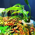 Aquatic Plant Cups with Adjustable Wall Mount, Clear, Pack of 2 - view 4
