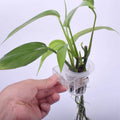 Aquatic Plant Cups with Adjustable Wall Mount, Clear, Pack of 2 - view 5