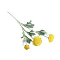 Artificial Silk Peony Flowers, 5 Stems - Light Yellow