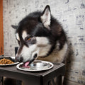 Pet Zone Black Adjustable Stainless Steel Double Dog Feeder with Non-Slip Base