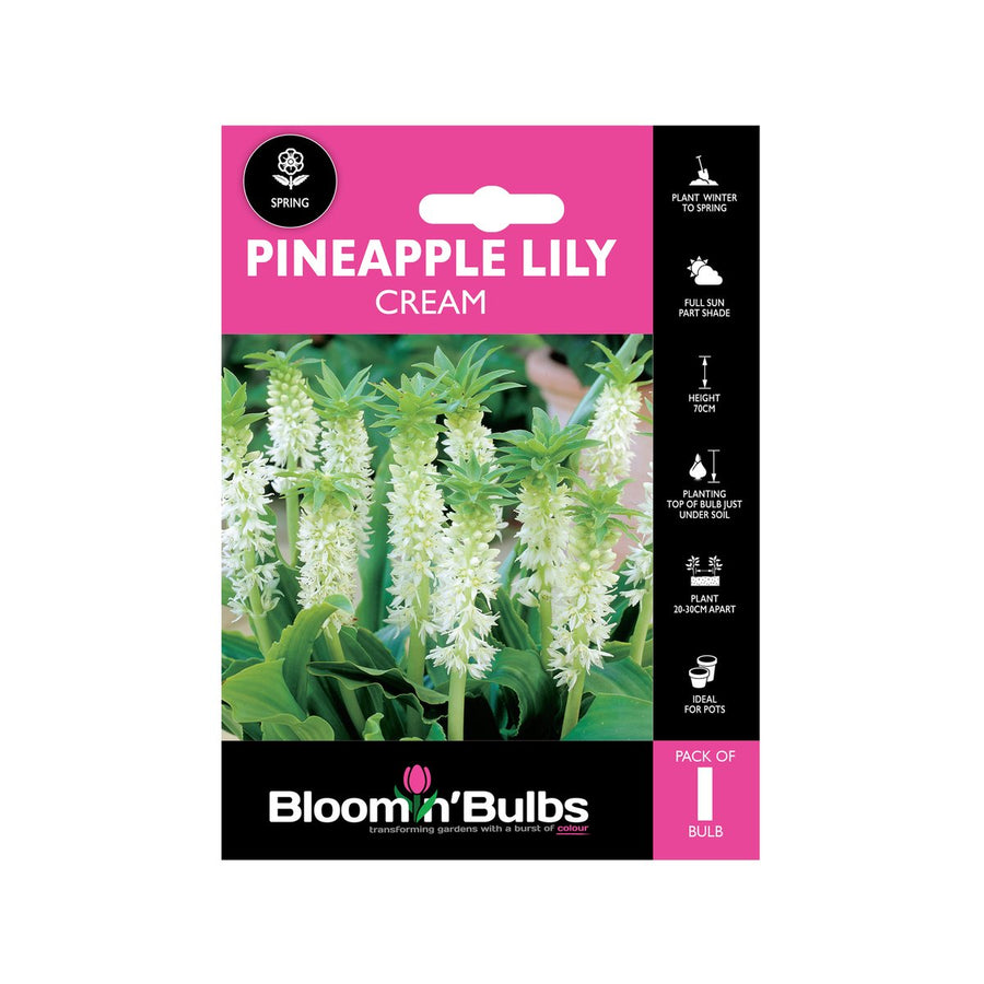 Bloomin Bulbs Pineapple Lily Cream 1 Pack - 193mm x 130mm x 60mm - Hardy Summer Flowering Bulb - SuperSaverAU - view 1