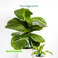 Willow Smart Indoor Large Pot Extension Moss