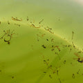 Envirosafe Mosquito Larval Trap - 1 Unit - 205mm x 140mm x 210mm - Eco-Friendly - SuperSaverAU - view 4