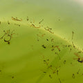 EnviroSafe Mosquito Larval Trap, Insecticide-Free Mosquito Breeding Trap