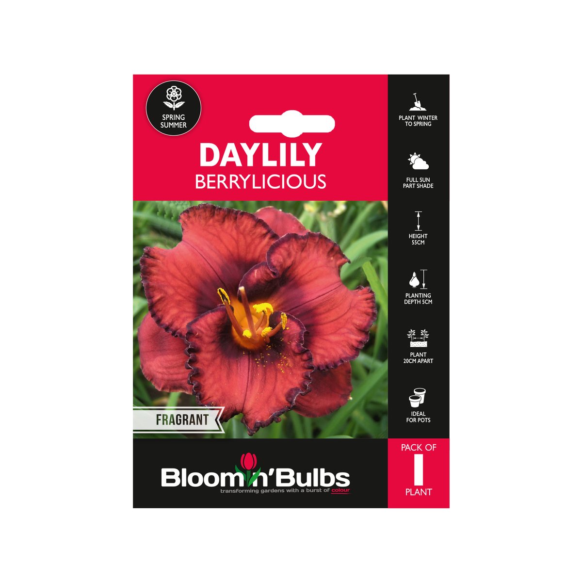 Bloomin Bulbs Summer Daylily 1 Pack - Hemerocallis x hybrid - 193mm x 130mm - Drought Resistant - Low Maintenance - SuperSaverAU - view 1
