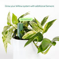 Plant with Willow Smart Indoor Plant Sensor Moss, Bluetooth Monitoring