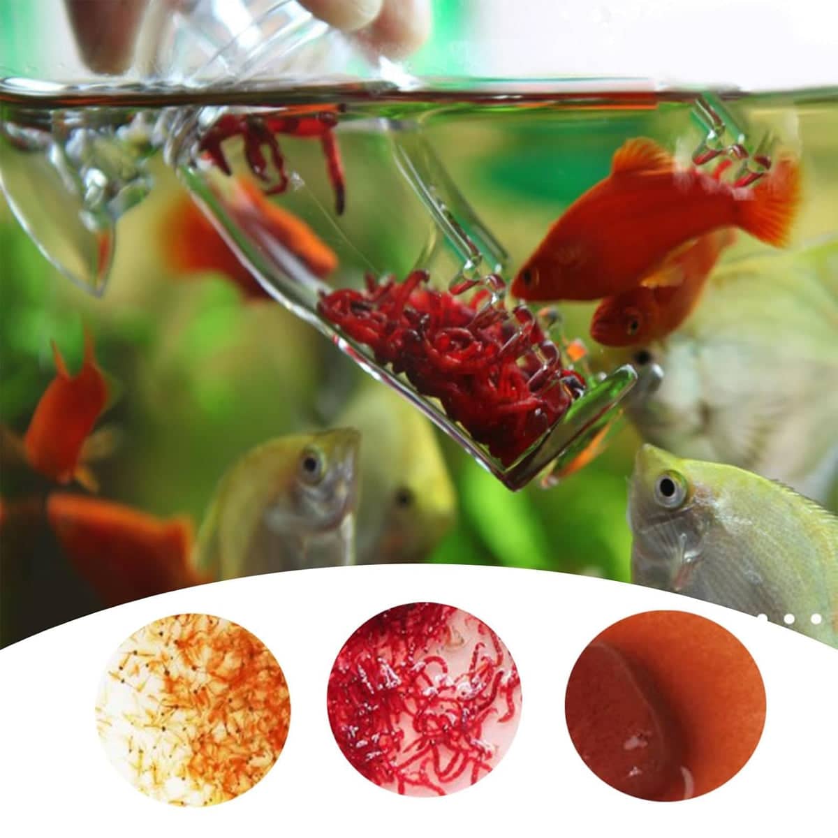 Clear Acrylic Pants-Shaped Fish Feeder, 3 x 7.5 cm for Aquariums - view 5