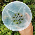 Clear Plastic Orchid Pots with Holes for Phalaenopsis Root Aeration, Pack of 10 - view 5