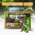 Compressed Sphagnum Moss Pad for Reptiles and Terrariums - Natural Green